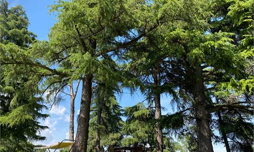 ARCUGNANO - VILLA RUSTICA CON GRANDE GIARDINO